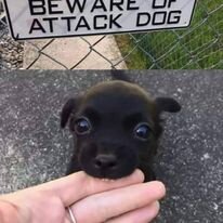 attackdog.jpg