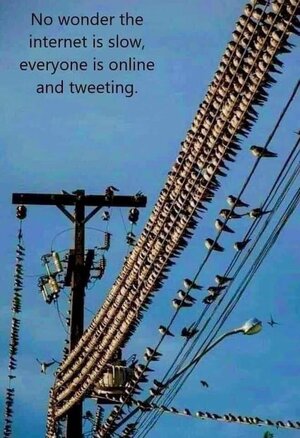 tweeting.jpg
