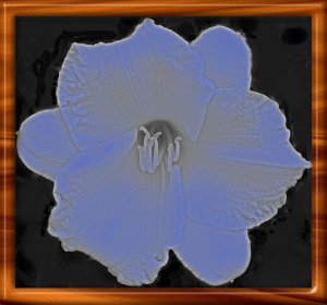 neonflower.jpg