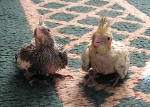 Littliest babies.JPG