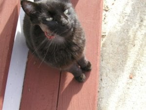 shadow (422 x 317).jpg shadow (422 x 317).jpg