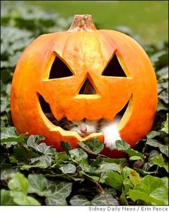 catolantern1.jpg