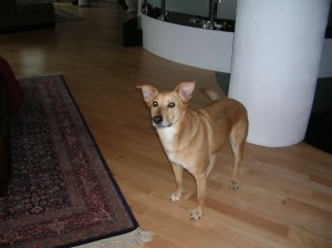 Dino standing0002.jpg