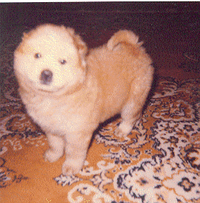 bettyaspup12.jpg