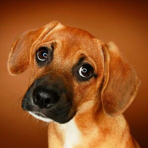4ae76fa8c9910485045e4f9a956345903b-18-puppy-dog-eyes.rsquare.w1200.jpg