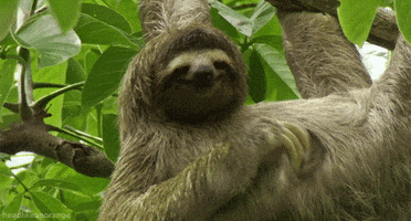 7 yr.gif