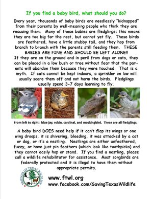 baby bird PSA.jpg