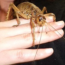 220px-Deinacrida_rugosa_female.jpg