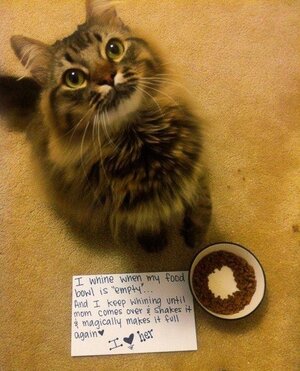 funny-pictures-cat-shaming-food-bowl.jpg
