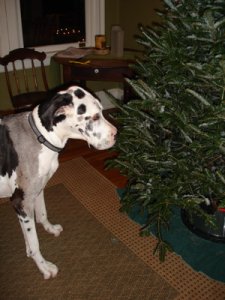 inspectthetree.jpg