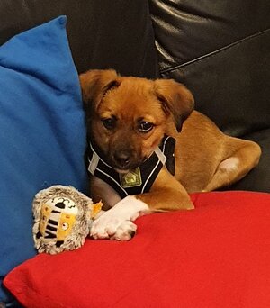 Bean on the sofa.jpg