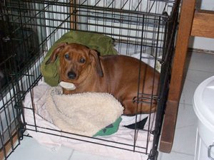 frankie_crate.jpg