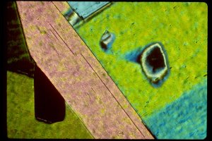 Photomicroscopy_2.JPG