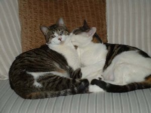mycatboys2.jpg