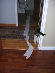 TP_trail.jpg