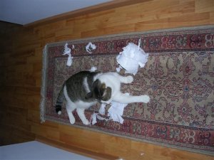 DSCN4370 (Small).JPG