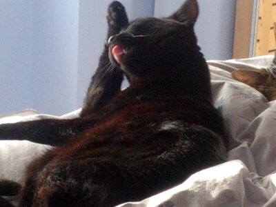 francescagroomingherselfonthebed.JPG