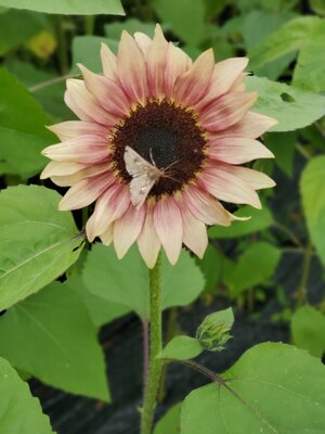 sunflowerandinsect.jpg