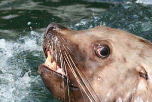 sealion.jpg