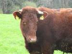 Irishcow.jpg