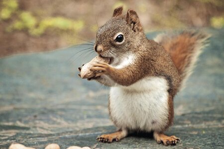 squirrelandnut.jpg