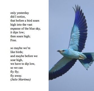 flyaway.jpg