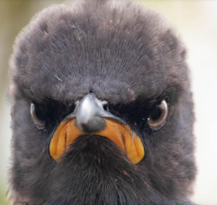 angry bird.png