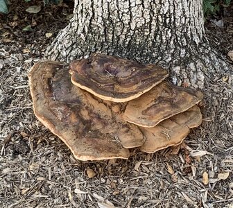 Tree Fungi.JPG