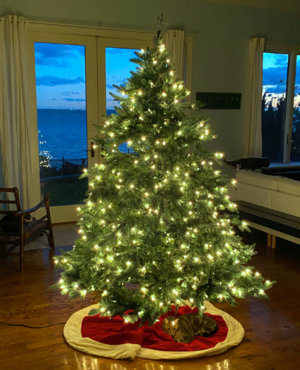 christmastreetommy2020.png