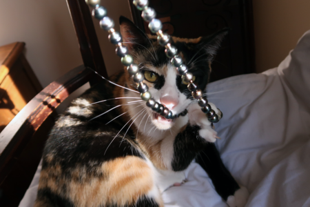 MOLINE_RING_MAGGIE.png