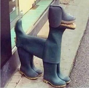 boot dog.jpg