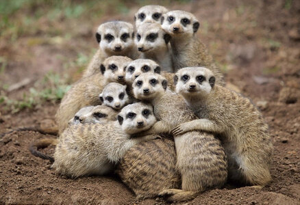 meerkats-group-hug.jpg