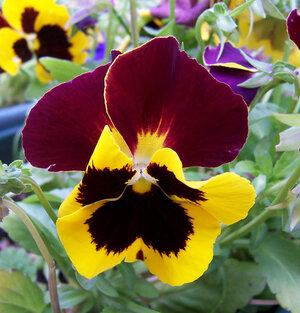 Pansy_Flower.jpg