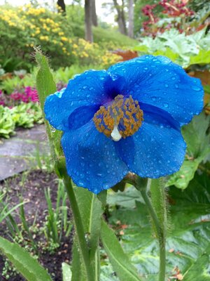 blue mountain poppy.JPG