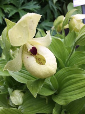 lady slipper.JPG