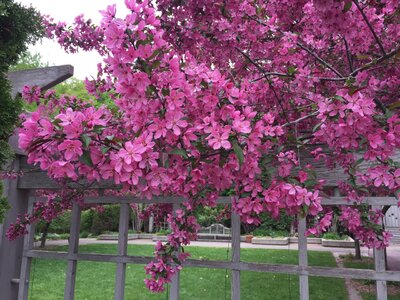Crab Apple.JPG