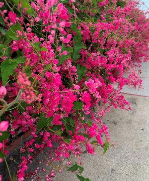 Coral Vine.JPG