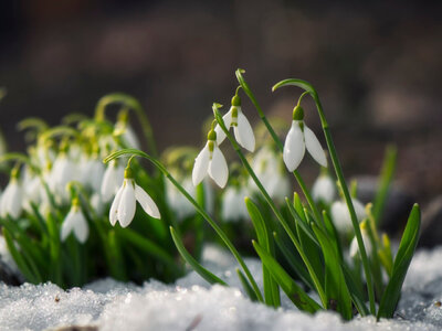 snowdrop-flowers-blooming.jpg