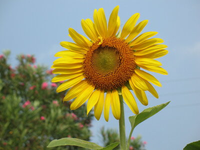 Sunflower in Dad's yard.jpg