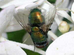 RSCN5219sm.jpg