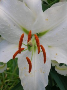 DSCN5195sm.jpg