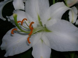 DSCN5213sm.jpg
