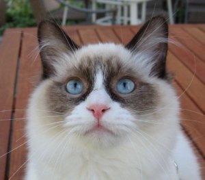BabyBlues.jpg