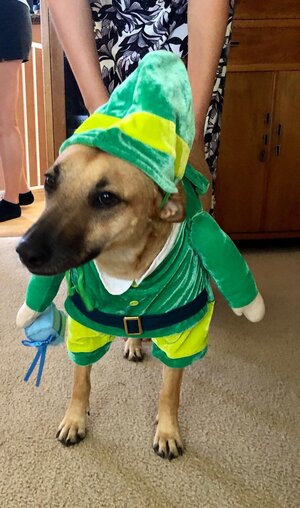 Lilah in elf costume.jpg