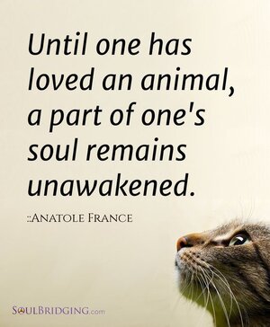 untionehaslovedananimal.jpg