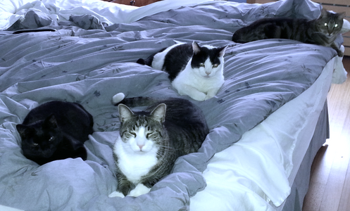 fourcatsonbed.png