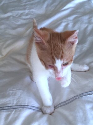 olivertonguebedshore.jpeg