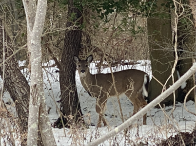 deerfeb2022sandyhook.png