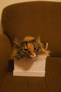 Olivia 19.jpg