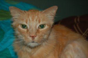 DSC_0087.jpg